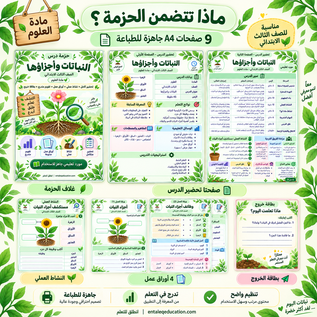 تحضير درس النباتات وأجزاؤها للصف الثالث الابتدائي | أوراق عمل ونشاط عملي - الصورة 2